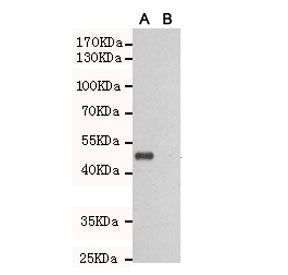 Western blot testing of TLR3 A) transfected and (B) untransfected CHO-K1 cell lysate with TLR3 antibody at 1:1000. Expected molecular weight of the partial protein: ~50 kDa.