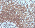 IHC testing of FFPE human tonsil with ICAM3 antibody.