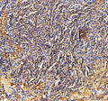 IHC staining of FFPE zebrafish spleen tissue with Zebrafish Ckm antibody. HIER: boil tissue sections in pH8 EDTA for 20 min and allow to cool before testing.