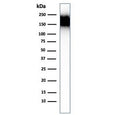 Western blot testing of human spleen lysate with CD45RA antibody (clone SPM504). Expected molecular weight: 147-220 kDa depending on glycosylation level.