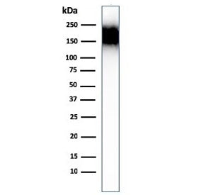 Western blot testing of human spleen lysate with CD45RA antibody (clone SPM504). Expected molecular weight: 147-220 kDa depending on glycosylation level.