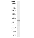 Western blot testing of mouse pancreas lysate with PAX4 antibody at 0.2ug/ml. Predicted/observed molecular weight: ~37kDa.