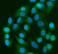Immunofluorescent staining of FFPE human A549 cells with YAP1 antibody (green) and DAPI nuclear stain (blue). HIER: steam section in pH6 citrate buffer for 20 min.