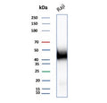 Western blot testing of human Raji cell lysate with CD48 antibody. Expected molecular weight: 28-50 kDa depending on glycosylation level.
