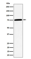 Western blot analysis of PPM1G expression in human Jurkat cell lysate using PPM1G antibody. Predicted molecular weight ~59 kDa, commonly observed at 59-75 kDa.