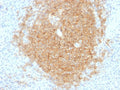 IHC testing of human spleen tissue with CD40 antibody (clone C40/1605). Required HIER: boil tissue sections in 10mM citrate buffer, pH 6, for 10-20 min.