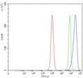 Flow cytometry testing of fixed and permeabilized human PC-3 cells with Angulin-2 antibody at 1ug/million cells (blocked with goat sera); Red=cells alone, Green=isotype control, Blue= Angulin-2 antibody.