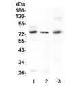 Western blot testing of human 1) HeLa, 2) COLO-320 and 3) mouse HEPA1-6 cell lysate with LGALS3BP antibody at 0.5ug/ml. Expected molecular weight: 65-90 kDa depending on glycosylation level.
