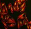 Immunofluorescent staining of FFPE human U-2 OS cells with CLOCK antibody (green) and Alpha Tubulin mAb (red). HIER: steam section in pH6 citrate buffer for 20 min.