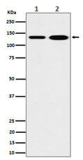 Western blot analysis of MYO1B expression in (1) human 293 cell lysate; (2) mouse heart lysate. Predicted molecular weight: ~125 kDa.
