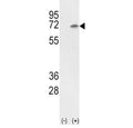 Western blot analysis of Ku70 antibody and 293 cell lysate (2 ug/lane) either nontransfected (Lane 1) or transiently transfected with the Ku70 gene (2). Predicted molecular weight ~70kDa.