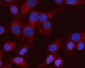 Immunofluorescent staining of RASSF8 using anti-RASSF8 antibody (red). RASSF8 was detected in an immunocytochemical section of human HeLa cells. Enzyme antigen retrieval was performed using IHC enzyme antigen retrieval reagent for 15 mins. The cells were blocked with 10% goat serum. And then incubated with 5 ug/ml rabbit anti-RASSF8 antibody overnight at 4oC. Cy3 Conjugated Goat Anti-Rabbit IgG was used as secondary antibody at 1:500 dilution and incubated for 30 min at 37oC.