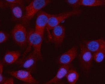 Immunofluorescent staining of RASSF8 using anti-RASSF8 antibody (red). RASSF8 was detected in an immunocytochemical section of human HeLa cells. Enzyme antigen retrieval was performed using IHC enzyme antigen retrieval reagent for 15 mins. The cells were blocked with 10% goat serum. And then incubated with 5 ug/ml rabbit anti-RASSF8 antibody overnight at 4oC. Cy3 Conjugated Goat Anti-Rabbit IgG was used as secondary antibody at 1:500 dilution and incubated for 30 min at 37oC.