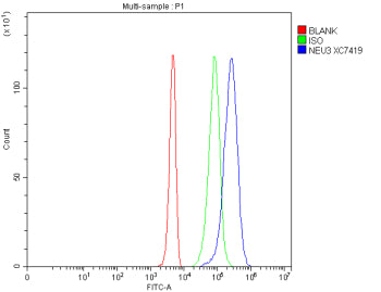 Flow Cytometry analysis of 293T cells using anti-NEU3 antibody. Overlay histogram showing 293T cells stained with (Blue line). The cells were fixed with 4% paraformaldehyde and blocked with 10% normal goat serum. And then incubated with rabbit anti-NEU3 antibody (1 ug/million cells) for 30 min at 20oC. DyLight 488 conjugated goat anti-rabbit IgG (5-10 ug/million cells) was used as secondary antibody for 30 min at 20oC.