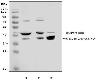 Western blot testing of 1) mouse heart, 2) rat heart and 3) rat skeletal muscle with Caspase 9 p35 antibody.