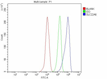 Flow Cytometry analysis of THP-1 cells using anti-OAT1 antibody. Overlay histogram showing THP-1 cells stained with (Blue line). The cells were fixed with 4% paraformaldehyde and blocked with 10% normal goat serum. And then incubated with rabbit anti-OAT1 antibody (1 ug/million cells) for 30 min at 20oC. DyLight 488 conjugated goat anti-rabbit IgG (5-10 ug/million cells) was used as secondary antibody for 30 min at 20oC.