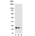 Western blot testing of SCF antibody and Lane 1: recombinant human protein 10ng; 2: 5ng; 3: 2.5ng