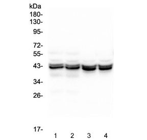 Western blot testing of different lots of 1) mouse liver, 2) mouse liver, 3) rat liver and 4) rat liver lysate with PON1 antibody at 0.5ug/ml. Predicted molecular weight ~40 kDa.