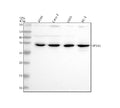 Western blot analysis of SPSB2 using anti-SPSB2 antibody. Electrophoresis was performed on a 12% SDS-PAGE gel at 80V (Stacking gel) / 120V (Resolving gel) for 2 hours. Lane 1: human whole cell lysates, Lane 2: human Caco-2 whole cell lysates, Lane 3: human U2OS whole cell lysates, Lane 4: human PC-3 whole cell lysates. After electrophoresis, proteins were transferred to a nitrocellulose membrane at 150 mA for 50-90 min. Blocked the membrane with 5% non-fat milk/TBS for 1.5 hour at RT.