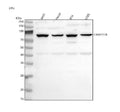 Western blot analysis of FAM111B using anti-FAM111B antibody. Lane 1: human whole cell lysates, Lane 2: human Hacat whole cell lysates, Lane 3: human RT4 whole cell lysates, Lane 4: human U2OS whole cell lysates. After electrophoresis, proteins were transferred to a nitrocellulose membrane at 150 mA for 50-90 min. Blocked the membrane with 5% non-fat milk/TBS for 1.5 hour at RT.