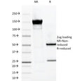 SDS-PAGE Analysis of Purified, BSA-Free MUC-1 Antibody (clone VU-2G7). Confirmation of Integrity and Purity of the Antibody.