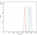 Flow cytometry testing of human U-87 MG cells with DDB2 antibody at 1ug/million cells (blocked with goat sera); Red=cells alone, Green=isotype control, Blue= DDB2 antibody.