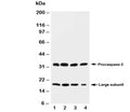 Western blot testing of Caspase-3 antibody and rat tissue lysate: 1. heart; 2. liver; 3. thymus; 4. spleen