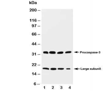 Western blot testing of Caspase-3 antibody and rat tissue lysate: 1. heart; 2. liver; 3. thymus; 4. spleen