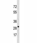 VDAC3 antibody western blot analysis in NCI-H460 lysate.