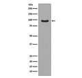 Western blot testing of IGF-treated human MCF-7 lysate with phospho-FOXO3A antibody. Expected molecular weight: 71-90 kDa depending on glycosylation level.
