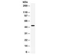 Western blot testing of human HeLa cell lysate with CD27 antibody. Predicted molecular weight ~29/45 kDa (unmodified/glycosylated).