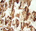 IGFBP4 antibody immunohistochemistry analysis in formalin fixed and paraffin embedded human placenta tissue.