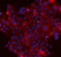 Immunofluorescent staining of FFPE human A431 cells with SERPINB5 antibody (red) and DAPI nuclear stain (blue). HIER: steam section in pH6 citrate buffer for 20 min.