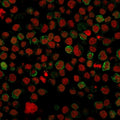 Immunofluorescent staining of human Ramos cells with CD22 antibody (clone BLCAM/1796, green) and Reddot nuclear stain (red).