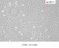 LX-2 Cells – Figure 1 of 1