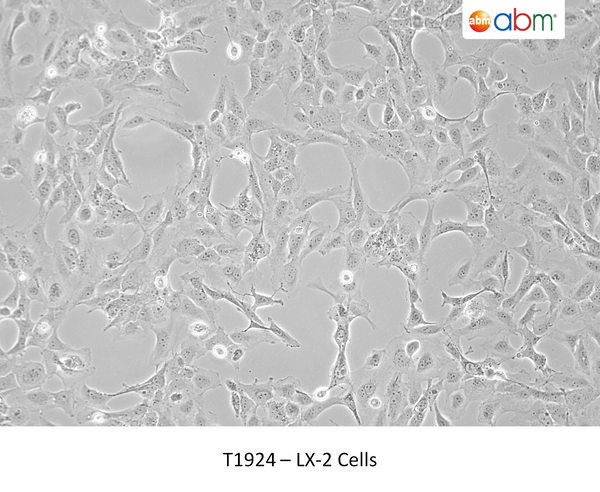 LX-2 Cells – Figure 1 of 1
