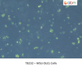 WSU-DLCL Cells | Applied Biological Materials (abm)