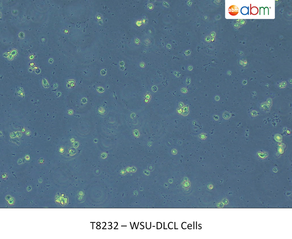WSU-DLCL Cells | Applied Biological Materials (abm)
