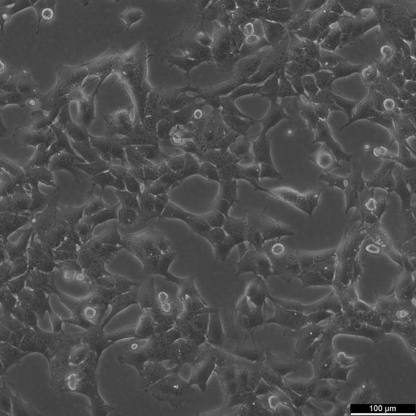 GL261 cell
