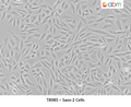 Saos-2 Cells – Figure 1 of 1