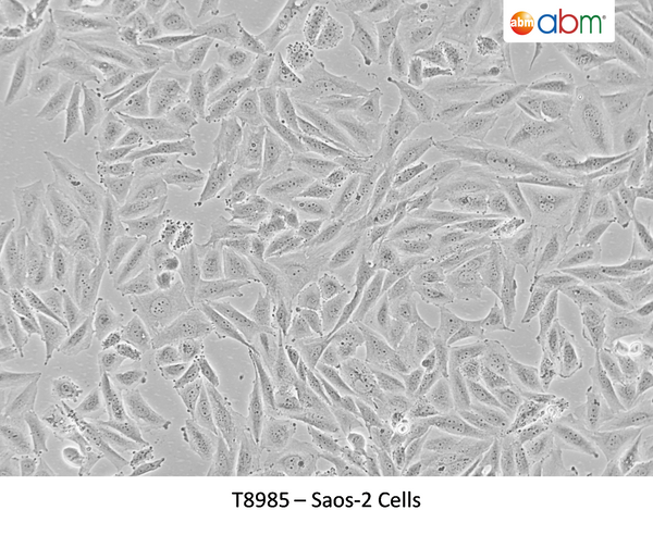 Saos-2 Cells – Figure 1 of 1