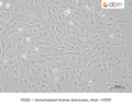 Immortalized Human Astrocytes, fetal - hTERT – Figure 1 of 1