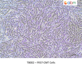 FR37-CMT Cells – Figure 1 of 1