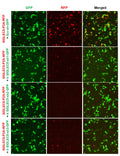 h SIGLEC5 shRNA Lentivirus – Figure 1