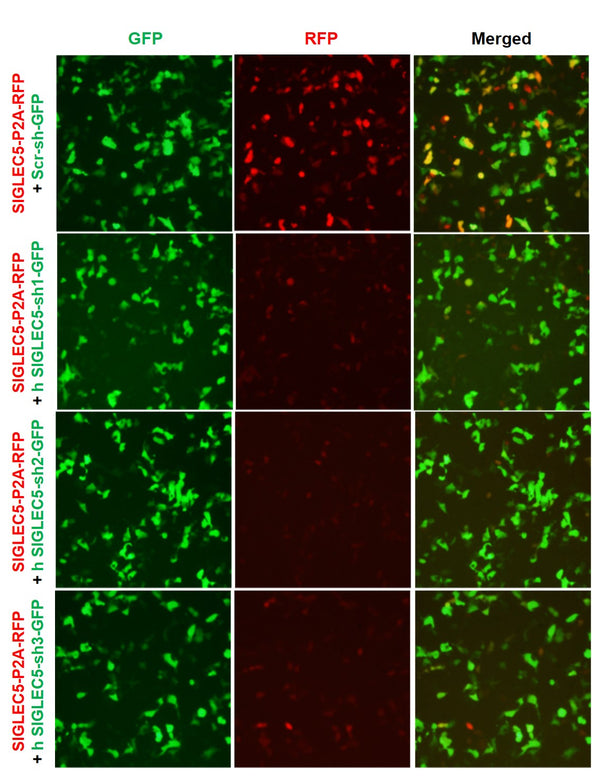 h SIGLEC5 shRNA Lentivirus – Figure 1