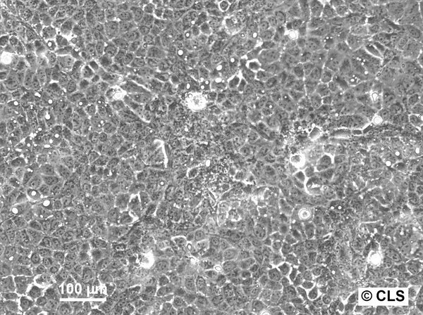H-MESO-1A cell