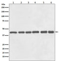 Western blot analysis of beta Actin expression in (1) Hela cell lysate, (2) Human liver lysate, (3) 3T3 cell lysate, (4) Mouse brain lysate, (5) PC12 cell lysate, (6) Rat heart lysate.