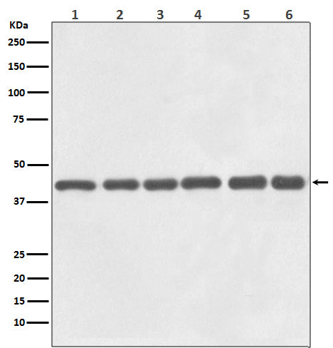 Western blot analysis of beta Actin expression in (1) Hela cell lysate, (2) Human liver lysate, (3) 3T3 cell lysate, (4) Mouse brain lysate, (5) PC12 cell lysate, (6) Rat heart lysate.