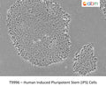 Human Induced Pluripotent Stem (iPS) Cells | Applied Biological Materials (abm)