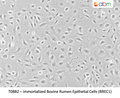 Immortalized Bovine Rumen Epithelial Cells (BREC1) – Figure 1 of 1
